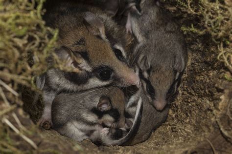 Tierlexikon Gartenschläfer Wwf Panda Club