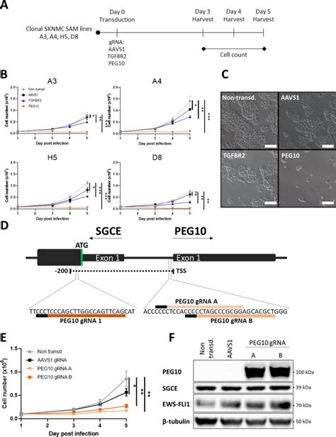 PEG10 Overexpression In Clonal SKNMC SAM Cell Lines Reduces Cell