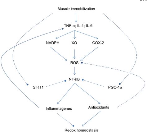 Figure From The Role Of Mitochondria In Redox Signaling Of Muscle