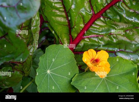 Nasturtiums grown with chard as a companion plant. The nasturtiums ...