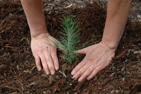 The Economic Benefits Of Planting Trees The Borgen Project