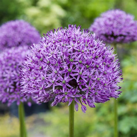 Gorgeous Allium Bulbs for Sale | Aflatunense Purple Sensation – Easy To ...