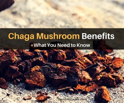 5 Chaga Mushroom Benefits + What You Need to Know