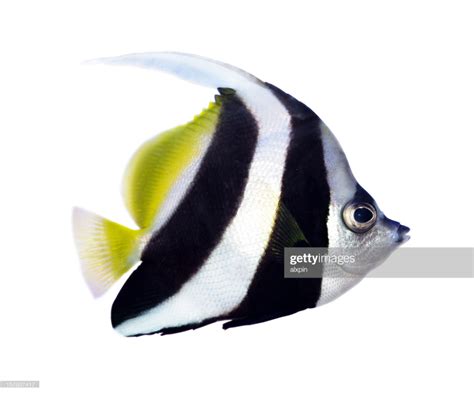 Reef bannerfish | Stock photos, Fish pet, Reef