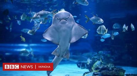Найдивніші акули і скати світу - "на межі вимирання" - BBC News Україна