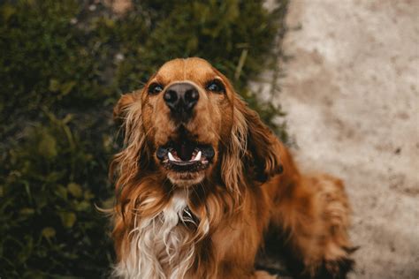 Discover the Blue Roan Field Spaniel: A Comprehensive Guide