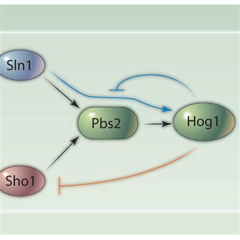 The Hog Pathway Has Two Upstream Sensors Sln1 And Sho1 Whose Signals Download Scientific