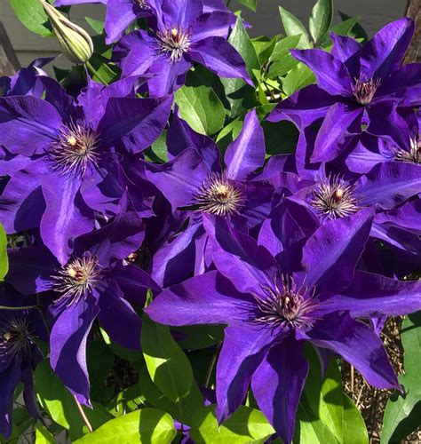 Clematis The President Clematis The President PictureThis