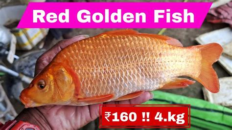 Wow Red Golden Fish 12KG Giant Catla Fish Cutting Skills Fish Market