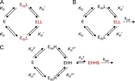 Mechanistic models of ligand binding. (A and B) The binding and ...