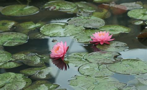 1920x1180 / Water lilies, Water, Leaves, Pond wallpaper - Coolwallpapers.me!