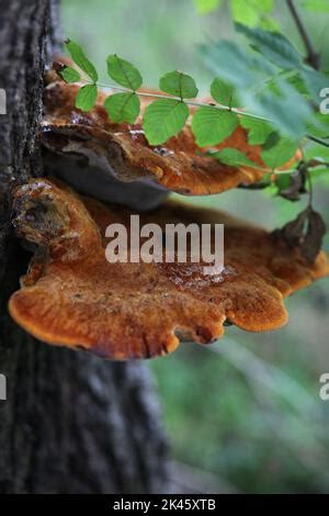 Setas De Naranja En Tronco De Rbol Pycnoporus Sanguineus Fotograf A