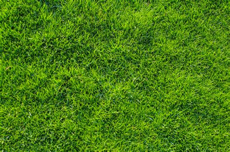 Grass Texture Stock Photo - Download Image Now - Color Image, Grass ...