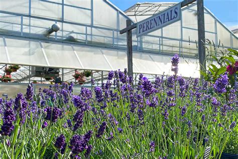 Perennials - Clark Farms