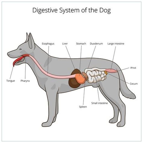 Pancreatitis In Dogs Everything You Should Know Artofit