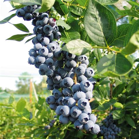 frühe Heidelbeere Colour Bells Blue Duke überzeugt durch sehr