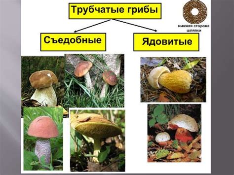 Царство грибов - презентация онлайн