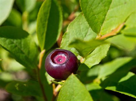 North Idaho Huckleberry Photograph By Corey Vogel Fine Art America