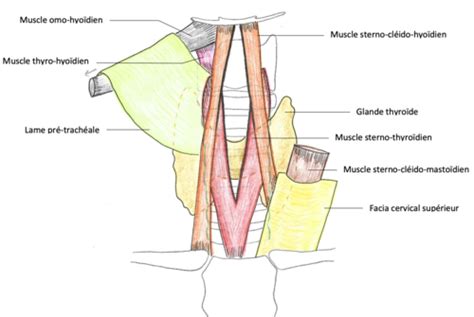 Muscles Du Cou Cartes Quizlet