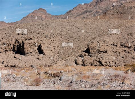 Bighorn sheep, Ovis canadensis, Death Valley National Park, California, USA Stock Photo - Alamy