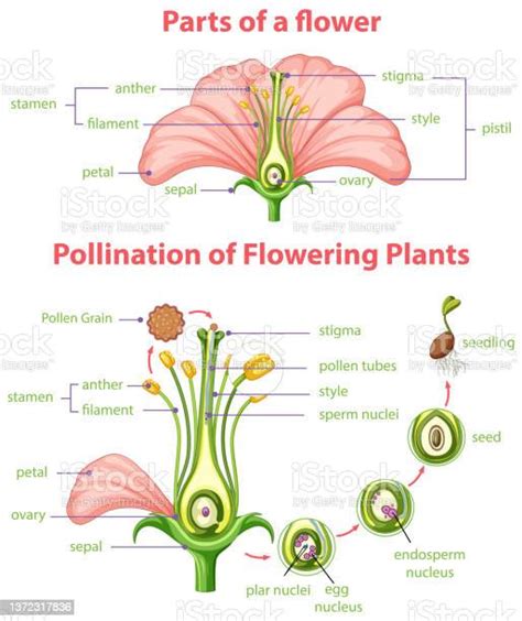 Diagram Of Pollination Of Flowering Plants Stock Illustration Download Image Now Pollination