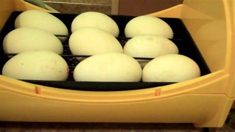 Goose Egg Incubation UPDATE IN INFO