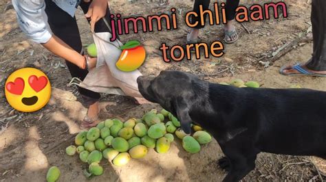 Jimmi Chli Aam Torne Ne Jimmi Cute Labrador Crazy Journey Of