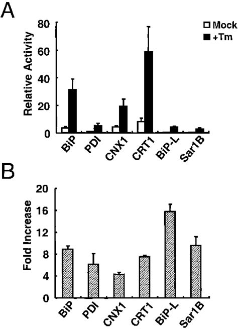 Transcription Activation Of Tunicamycin Sensitive Genes Five