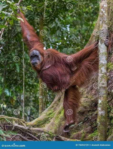 Adult Orangutan Rongo Sits Under A Bunch Of Grass And Tree Branches