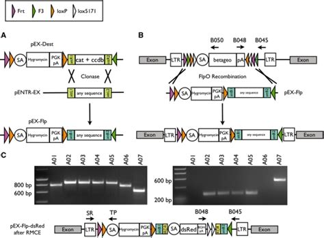 A Schematic Outline Of The Procedure For Individual Modification And