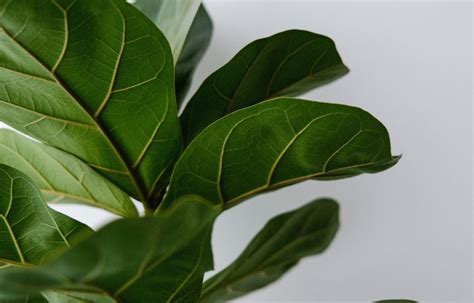 Ficus Lyrata Aprenda Como Cuidar Dessa Planta