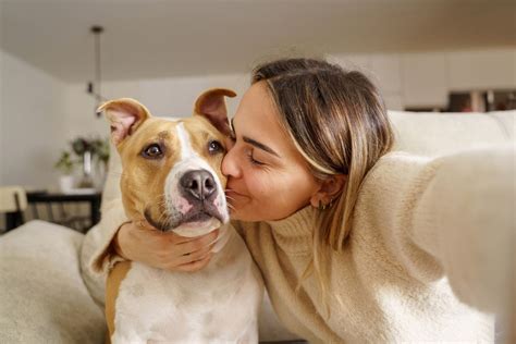 O Que Os Tutores Precisam Saber Antes De Adestrar Um Pit Bull Em Casa