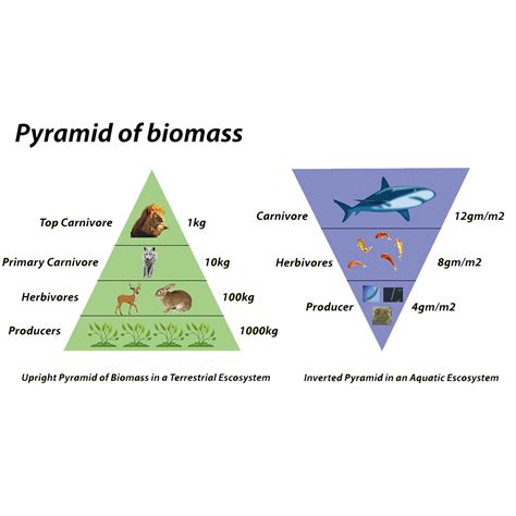 Ecological Pyramids | Sudarshan Gurjar