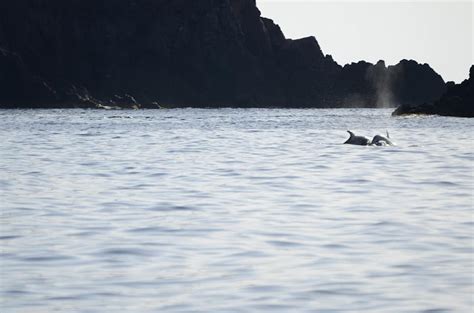 Isole Eolie A Filicudi Delfini Disturbati Dalle Imbarcazioni Dei Turisti