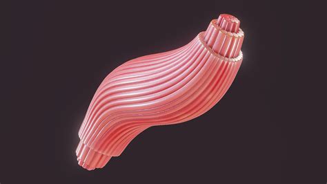 Skeletal Muscle Fiber Cross Section Anatomy Buy Royalty Free 3d Model