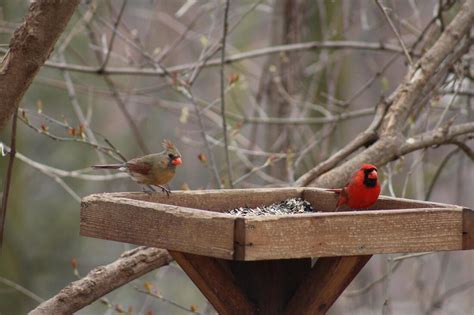 The Type Of Bird Feeder You Choose Determines The Type Of Birds You