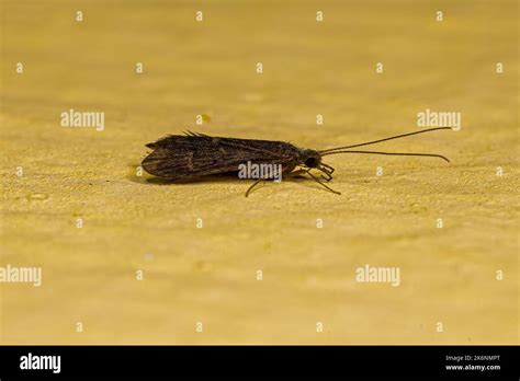 Adult Caddisfly Insect Of The Order Trichoptera Stock Photo Alamy