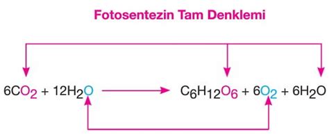 Fotosentez ve Kemosentez Biyoloji Tyt Ayt Konu Anlatımı