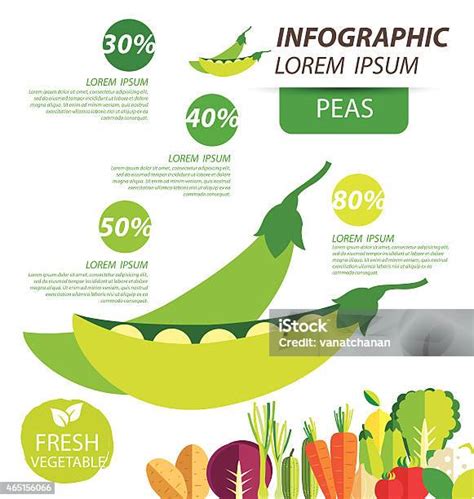 Kacang Polong Infografis Ilustrasi Vektor Sayuran Ilustrasi Stok