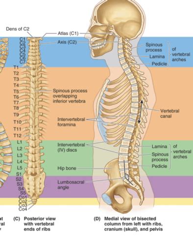 Msk Cervical Spine Flashcards Quizlet