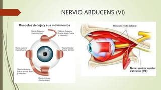 CUARTO PAR CRANEAL NERVIO TROCLEAR IV Y SEXTO PAR CRANEAL NERVIO