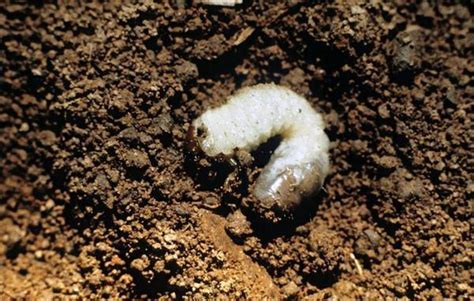 What Is Grub Worm And How To Get Rid Of Them Guide And Tips