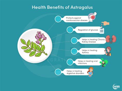 Benefits Of Astragalus