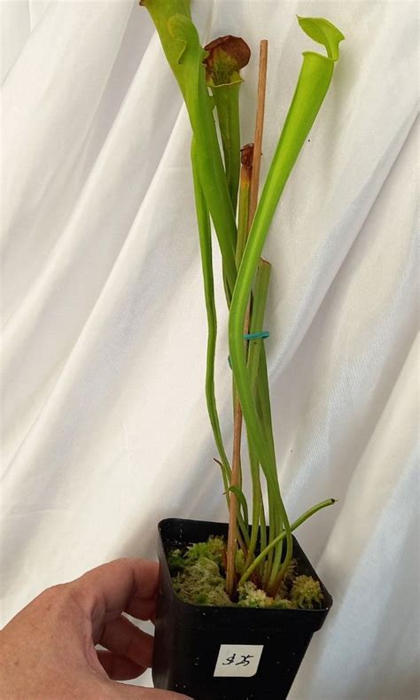 Carnivorous Pitcher Plant Sarracenia Flava Furniture Home Living