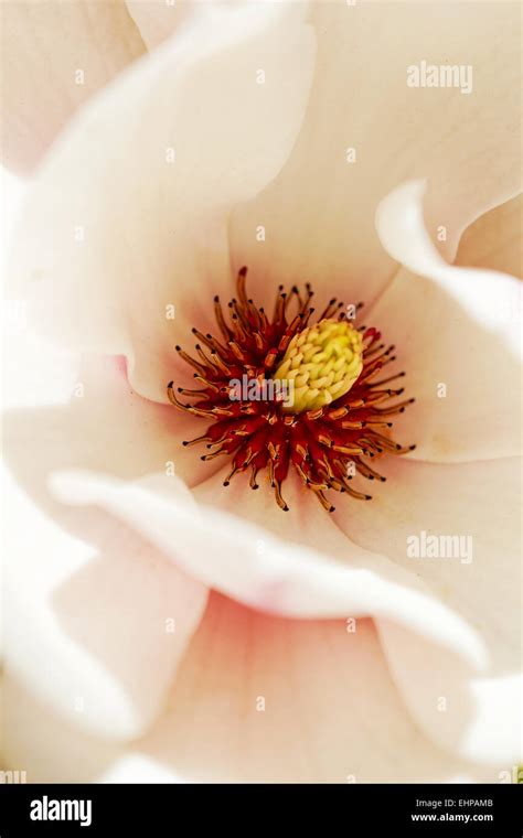 Closeup about a blossom Magnolia tree Stock Photo - Alamy