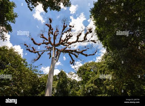 Dry Ceiba Tree With Branches Covered With Fluffy Vegetation In Tikal