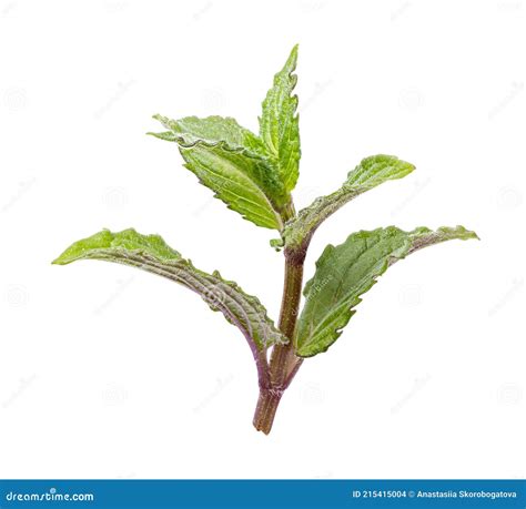 Hoja De Menta Fresca Aislada Sobre Fondo Blanco Foto De Archivo