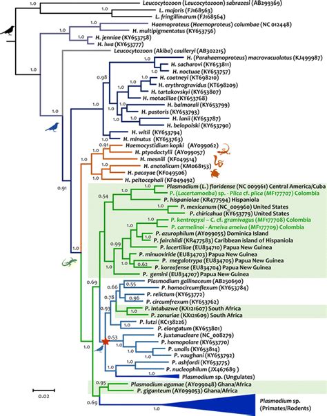 A Bayesian Phylogenetic Hypothesis Of Lizard Haemosporidian Parasites