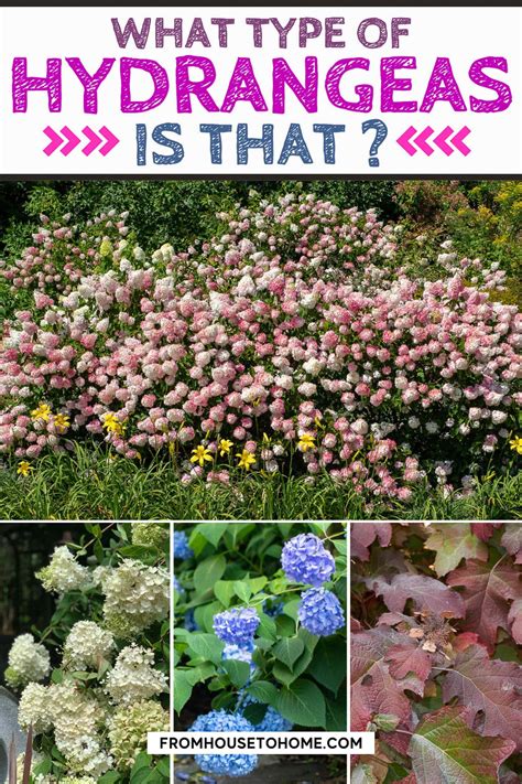Types Of Hydrangeas (and How To Identify Them) | Types of hydrangeas