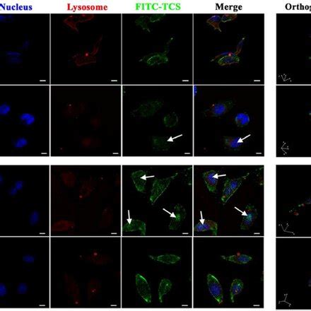 Confocal Images Of Hela Cells Incubated With TNGs A Or TCNGs B At